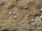 Several Small Barnaclees and Limpets on Beach Rock