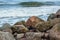 Several small and big white and gray stones or pebbles on the beach at the baltic sea