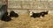 Several small calves are lying on straw in the cowshed. Livestock farm, livestock breeding. video