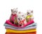 Several small kittens on towel