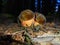 Several small mushrooms in the dark forest Evening mushroom detail scene Three cute bolete growing on the podsol covered by