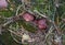 Several small pink russula sprout from the ground