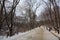 several snowy tree trunks and the forest in the winter