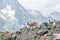 Several specimens of ibex graze in the national park reserve in the mountains. Close-up of mountain goats. A family of mountain