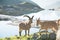 Several specimens of ibex graze in the national park reserve in the mountains. Close-up of mountain goats. A family of mountain