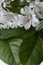 Several spring white flowers are on the leaves