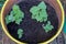 Several sprouts of cucumber seedlings with wide young green leaves growing in black soil filled in iron barrel yellow border