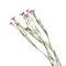 Several stalks of  Dianthus pratensis, isolated on a white background. Bouquet of small pink meadow flowers with buds and green