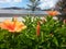 several stalks of orange hibiscus flowers by the sea that are blooming on the side of a beautiful path with fresh green leaves