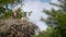 Several storks sitting in a nest