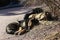 Several stray dogs sleep in the park and sunbathe in the spring sun.