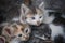 Several street kittens are sleeping huddled together outside, close up portrait. The concept of problem of lost animals