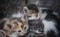 Several street kittens are sleeping huddled together outside, close up portrait. The concept of problem of lost animals