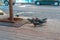 Several street pigeons eating crumbs