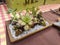 Several succulents in a square wooden plate