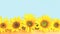 Several sunflowers in a row. Blue background