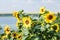 Several sunflowers on sunny day