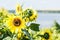 Several sunflowers on sunny day