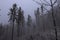 Several tall lone pine trees tower over the rest of the felled forest like monuments of ancient times. The gloomy and pathetic