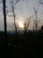 Several tall trees in front of the setting sun