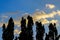 Several tall trees stand against a blue sky