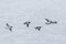 Several thick-billed murre birds Uria lomvia in flight