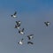 Several thick-billed murre birds Uria lomvia flying, blue sky,