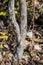 Several thin trunks with damaged bark and peeling whitewash