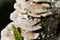 Several Trametes ochracea on the tree trunk in the garden