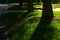 Several tree trunks in a shady garden by a granite path above bright green grass