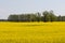 Several trees among the rapeseed field