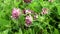Several Trifolium pratense - red clover - wild plants