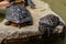 Several turtles have a rest about water