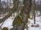 Several types of Tree fungi stand out on an old Scottish Birch tree with its gnarled and scarred bark covered in green Lichen.