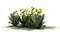 Several various Frailejon plant on white background