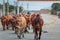 Several Vietnamese shepherds drive cows to pasture on the road in the early morning