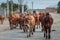 Several Vietnamese shepherds drive cows to pasture on the road in the early morning