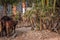 Several Vietnamese shepherds drive cows to pasture on the road in the early morning