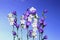 Several violet and white bell flowers