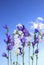 Several violet and white bell flowers