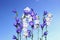 Several violet and white bell flowers