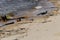 Several waders walk near the coastal waves on the shore of Lake Baikal. Bird wader.