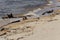 Several waders walk near the coastal waves on the shore of Lake Baikal. Bird wader.