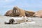 Several walruses lying on sandy ground odobenus rosmarus, Sval