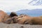 Several walruses sleeping on sandy ground odobenus rosmarus, g