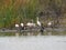 Several Waterbirds Sitting on Shore
