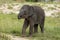 Several weeks old elephant in Prague zoo