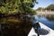 Several West Indian manatees Trichechus manatus in Southwest Florida swim slowly by a kayak