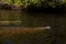 Several West Indian manatees Trichechus manatus in Southwest Florida swim slowly by a kayak