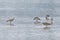 Several western curlew birds numenius arquata standingin water